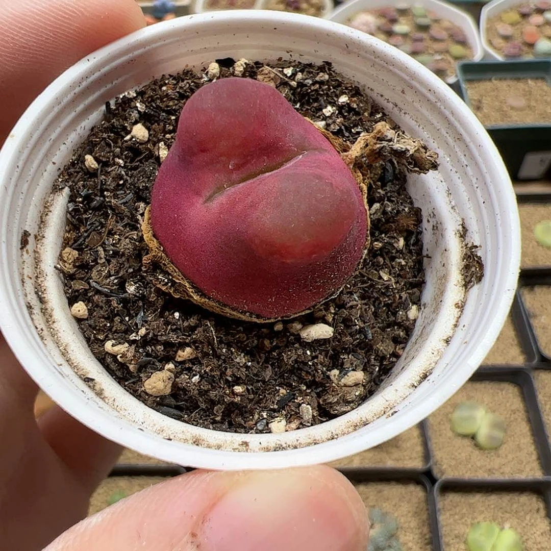 【闪购商品】329 带盆