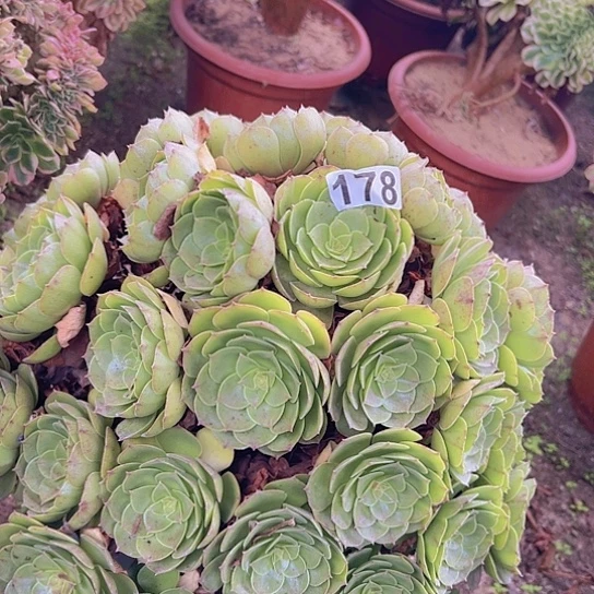 破***帝多肉植物一个沙拉碗
