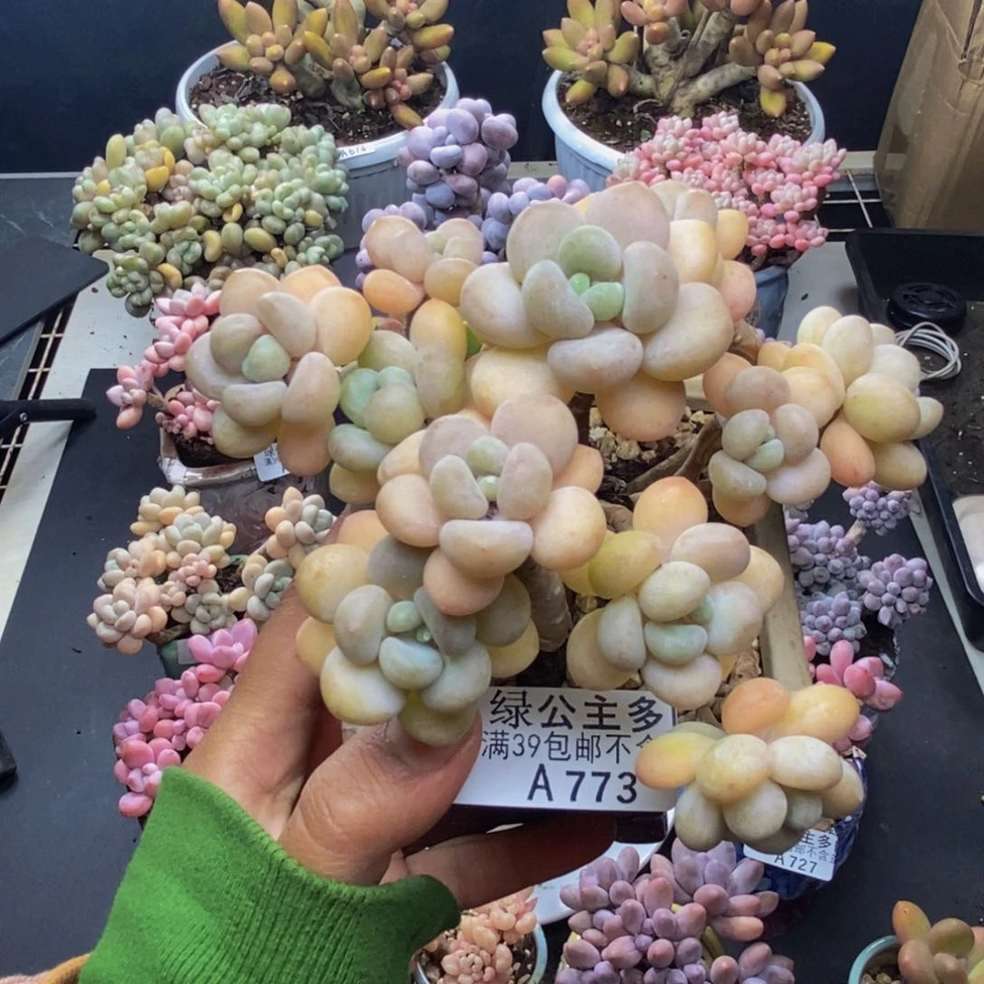 773白奶糖多肉8cm