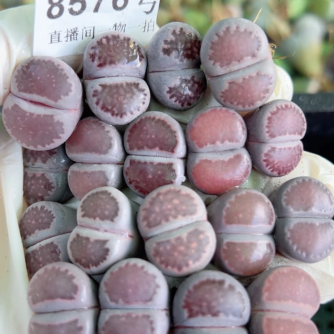 8576 好养易活生石花大母本18个