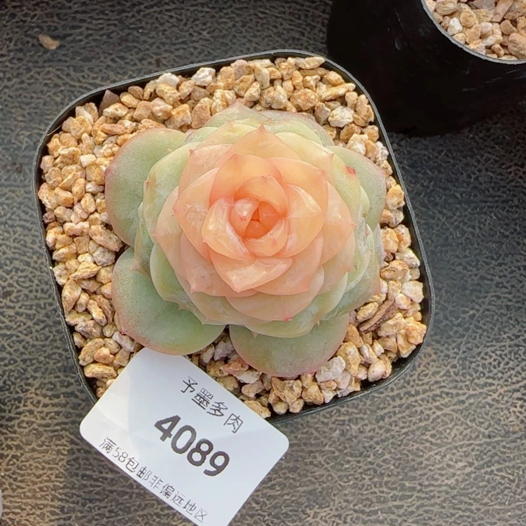 童话，4089多肉植物