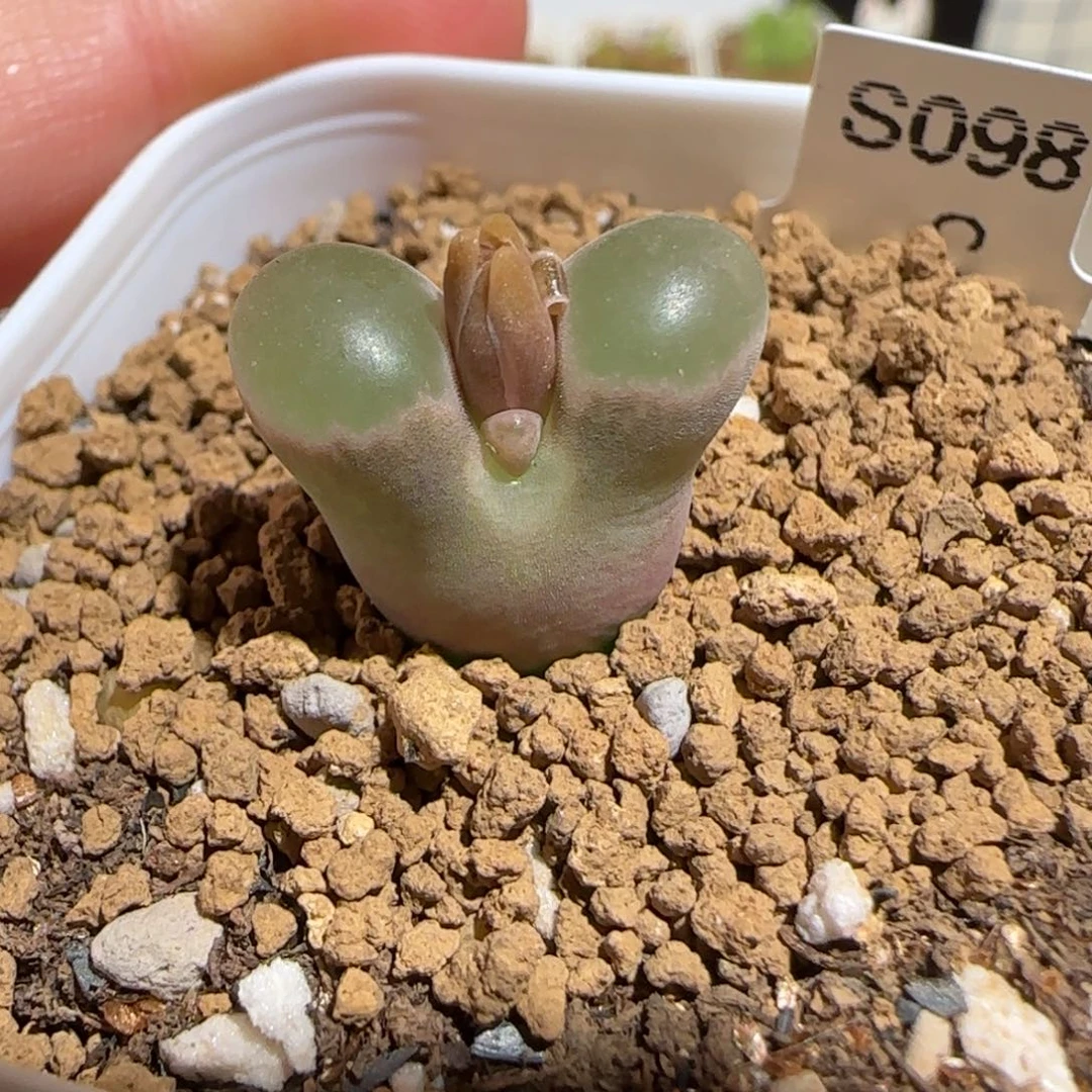 肉锥多肉植物组合-磁铁1232