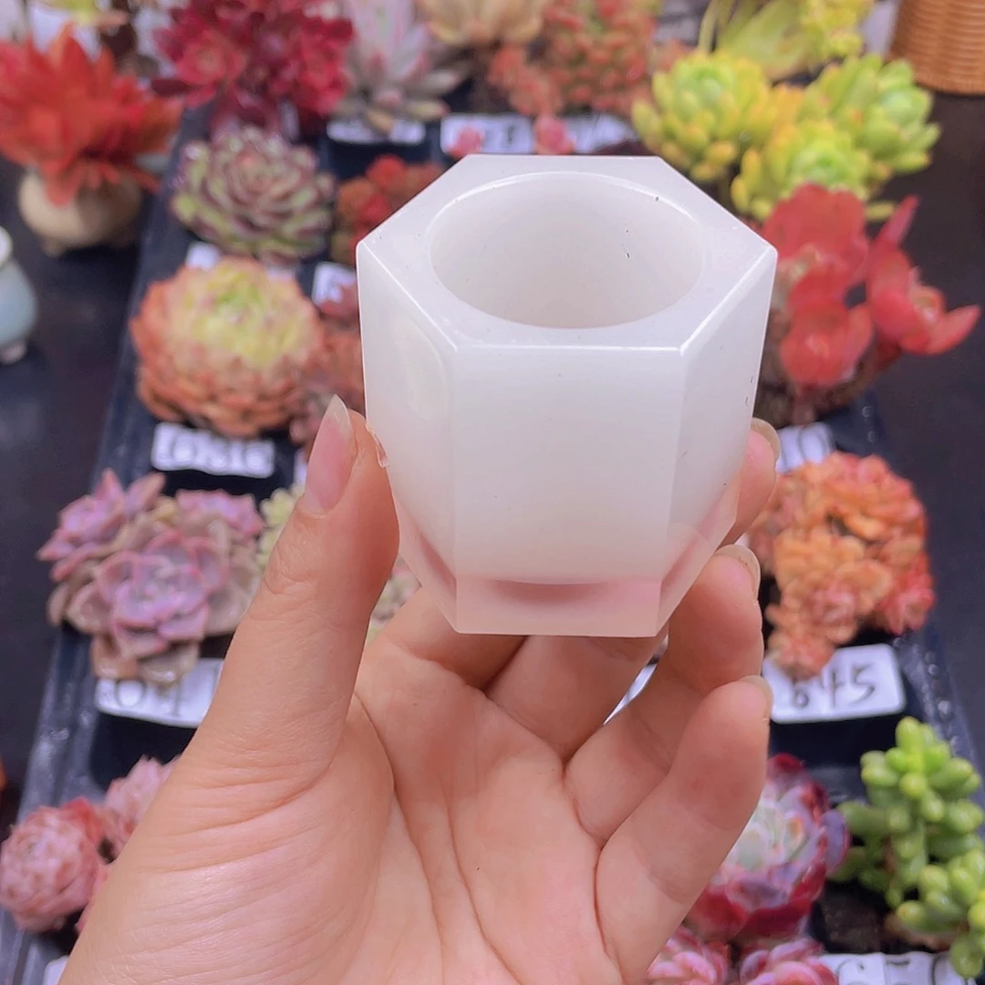 无土多肉植物无土栽培多肉植物