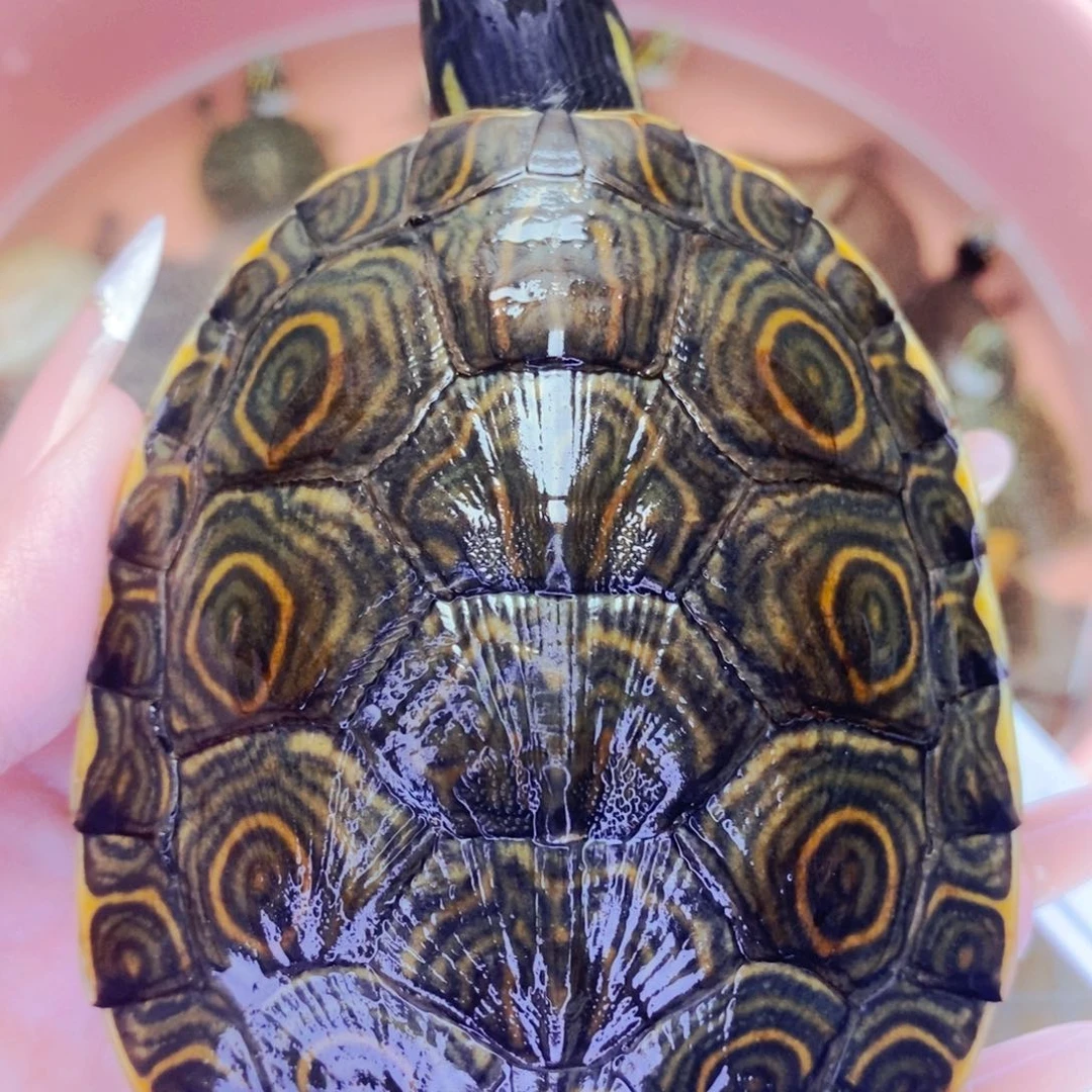 母宠物龟7.9大河母3