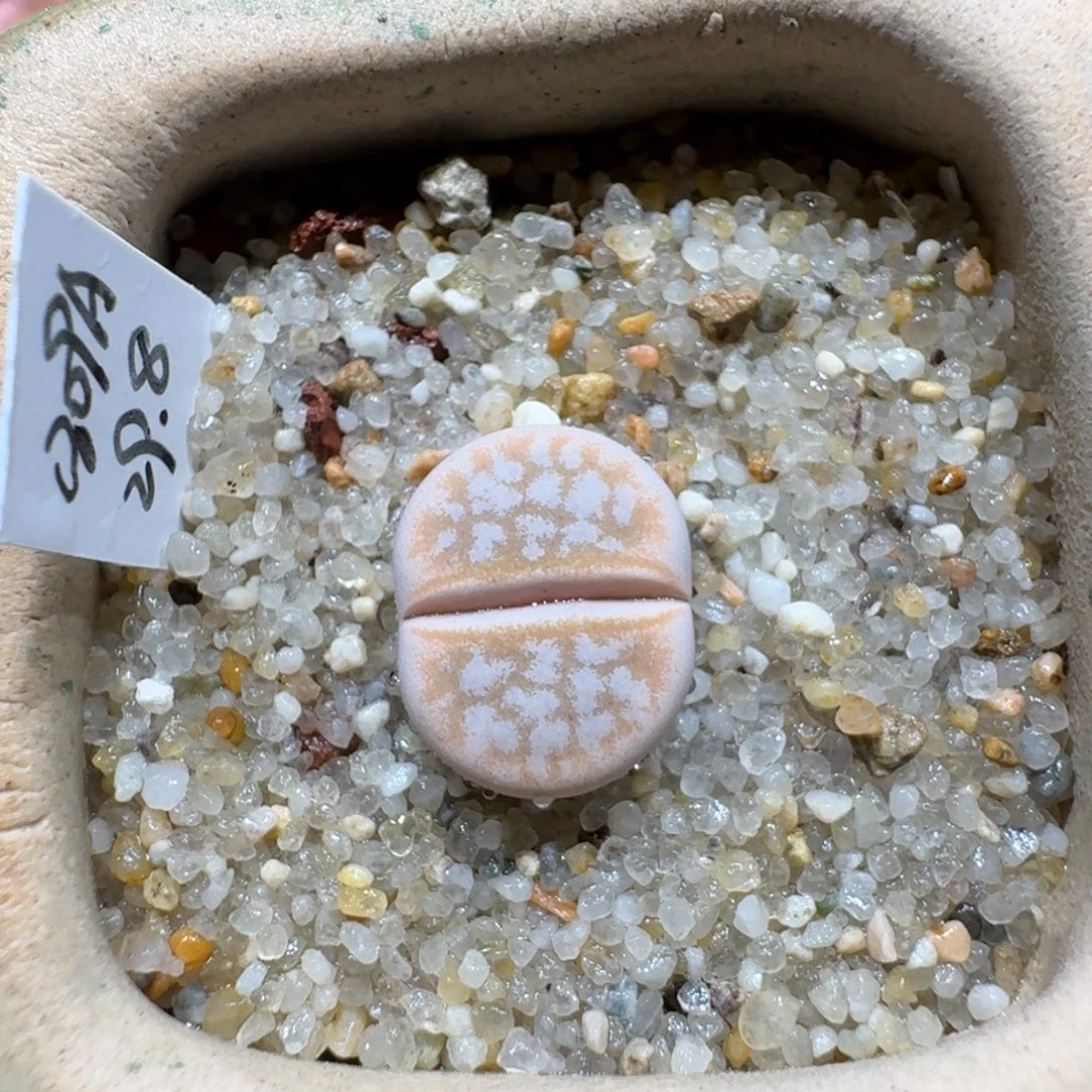 蘑菇1150c309a拿铁多肉植物