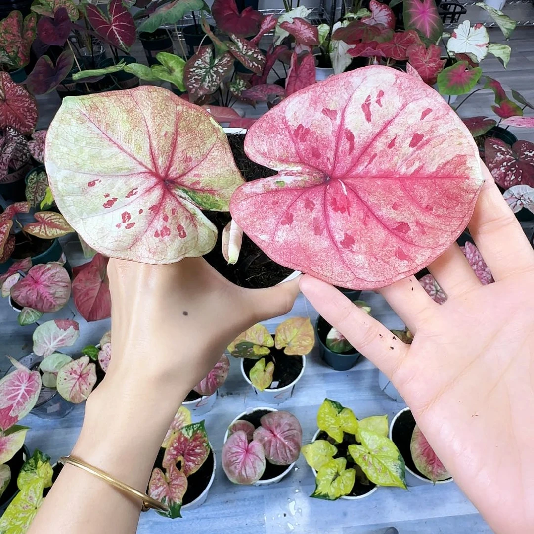 完全开放       16