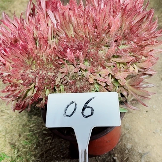 多肉植物红珊瑚缀花