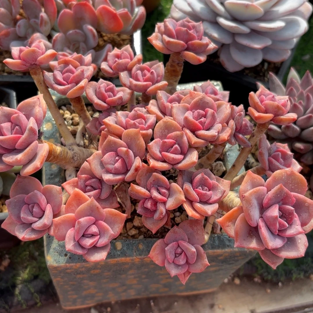 彩虹糖多肉88888888888