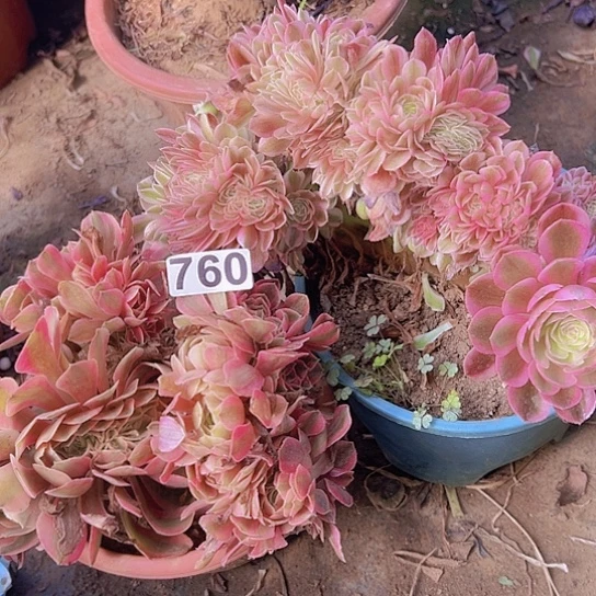 用***4多肉植物两个法师