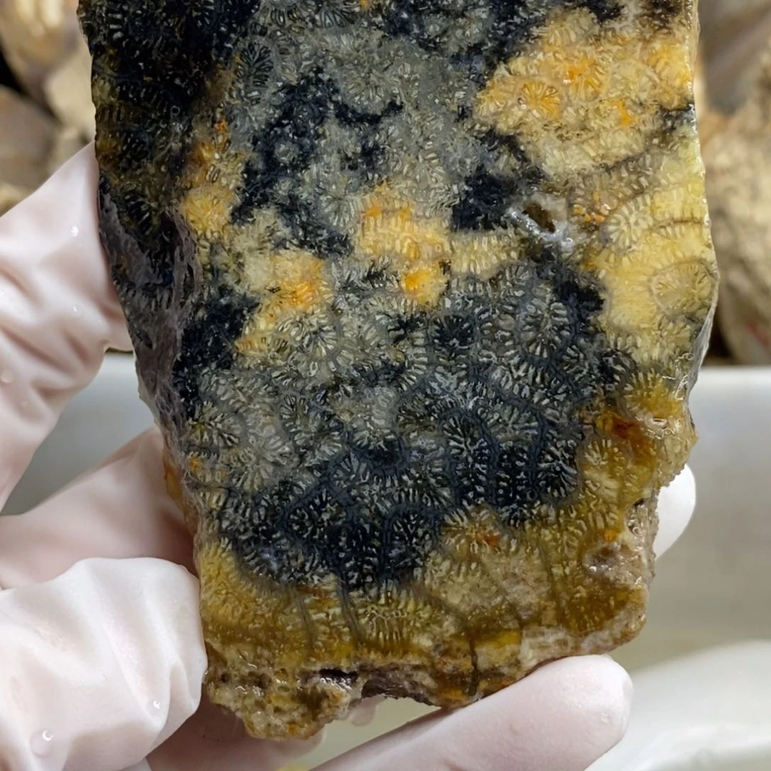 【闪购商品】硅化玉颈饰未镶嵌