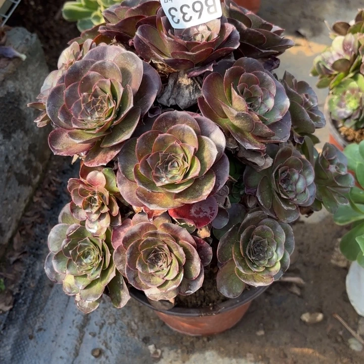 魅金玫瑰处理不包断头633