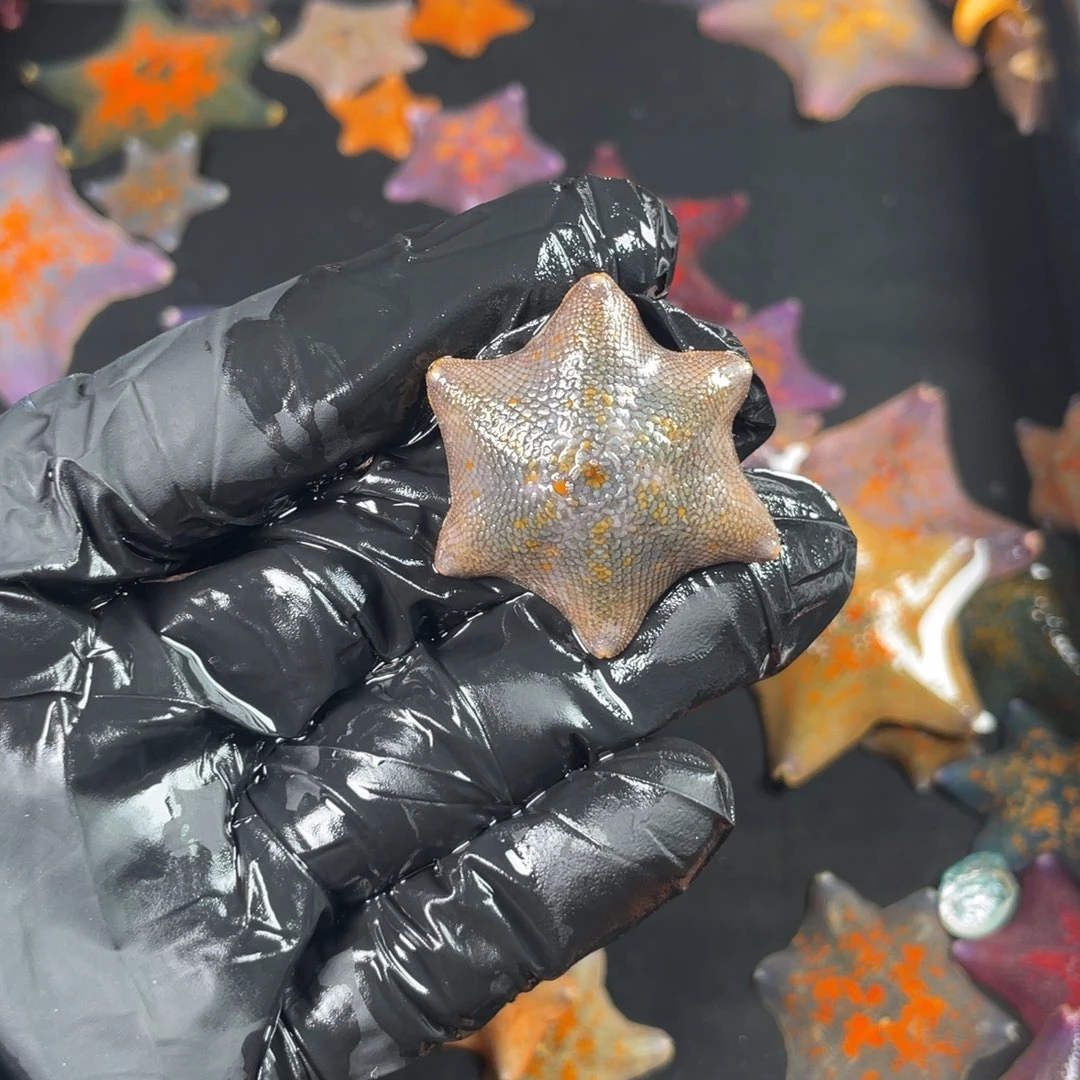 海水不分公母291