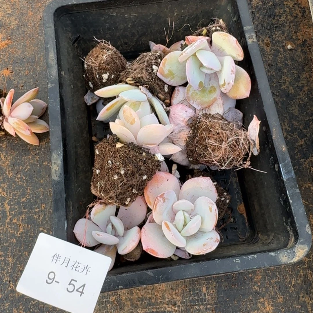 假奶茶十棵量拍9-54