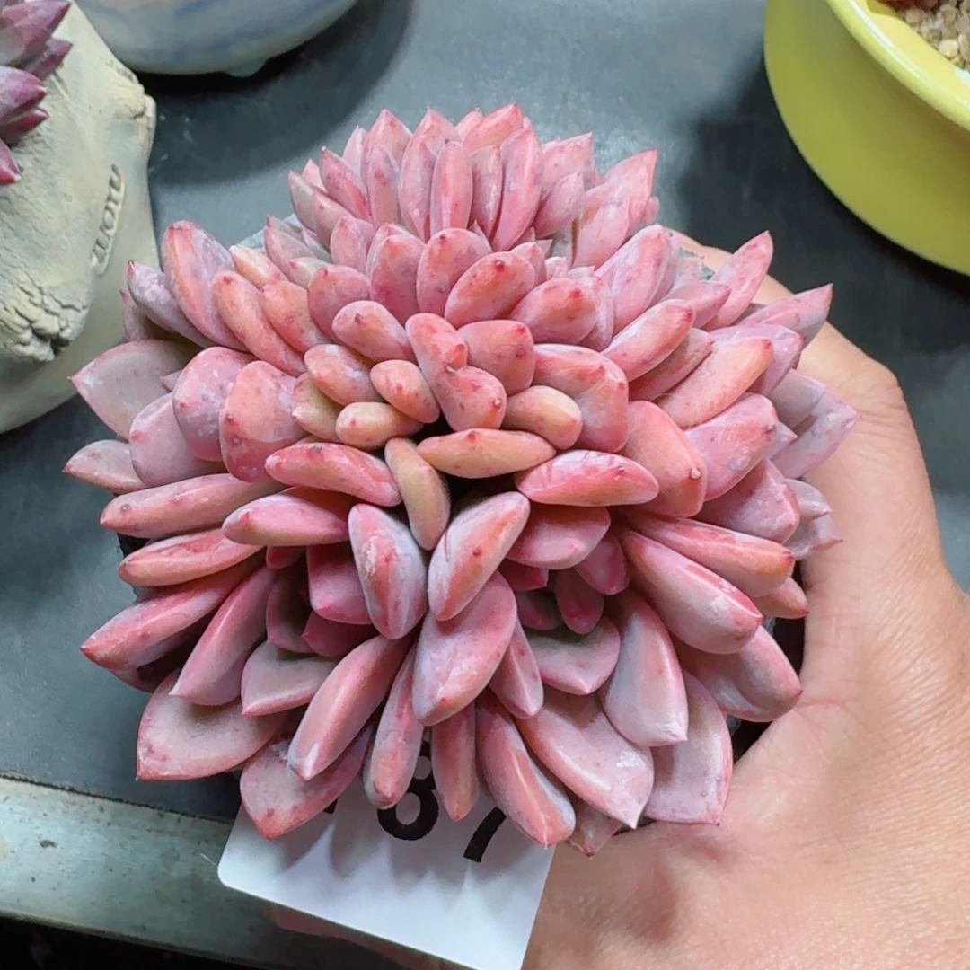 艾丽儿缀化      开心笑容难抵抗，积极乐观正能量
