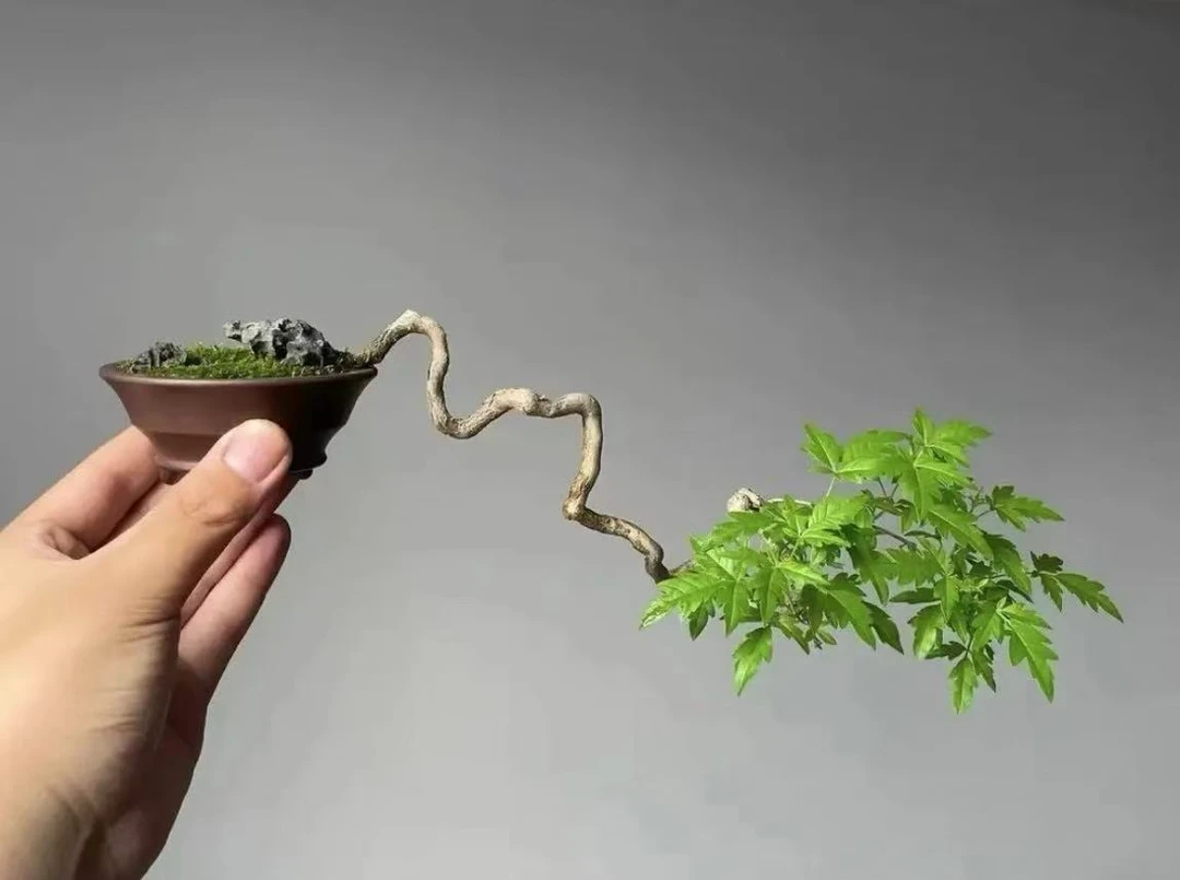 黄荆  盆景绿植盆栽 直播间一物一拍