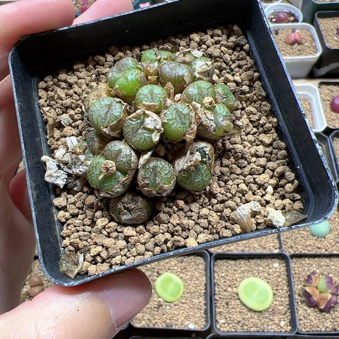 【闪购商品】79 福利群