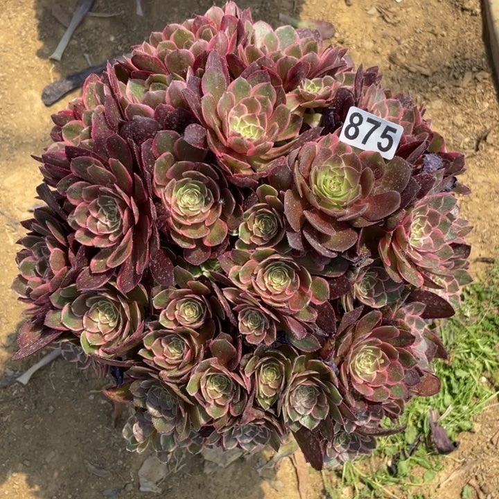 云*朵871多肉植物粉花妖