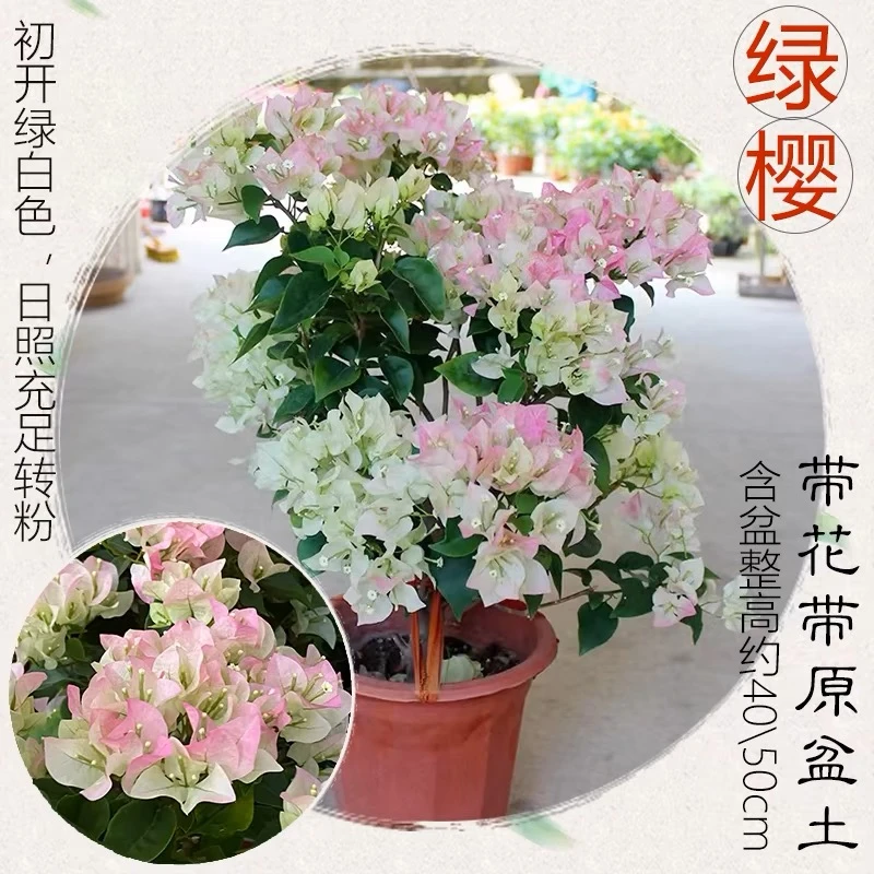 绿樱三角梅盆栽带花阳台庭院花卉易活四季开花绿植老桩植物可飘枝