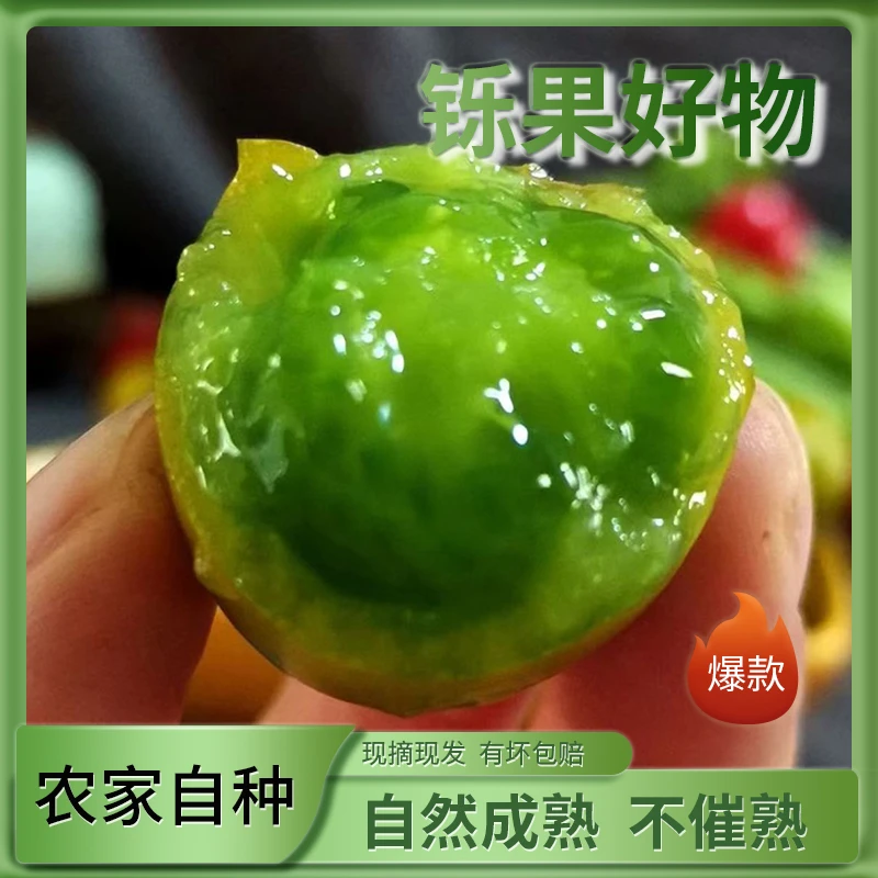 青甜2号山东寿光特色口感小番茄糖度高口口爆汁酸甜可口源头直发