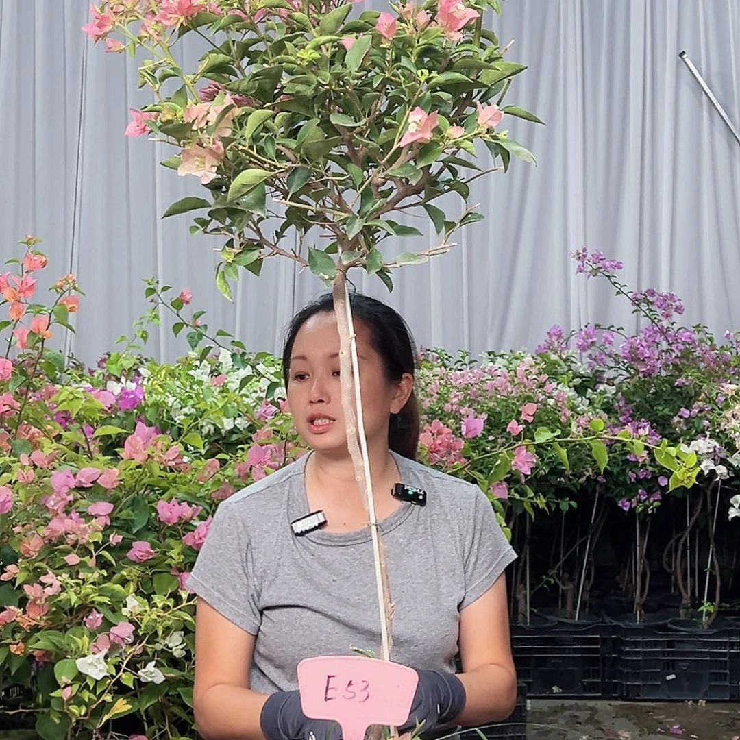 古***e当前无花栽培后可以开花E53卡亚塔