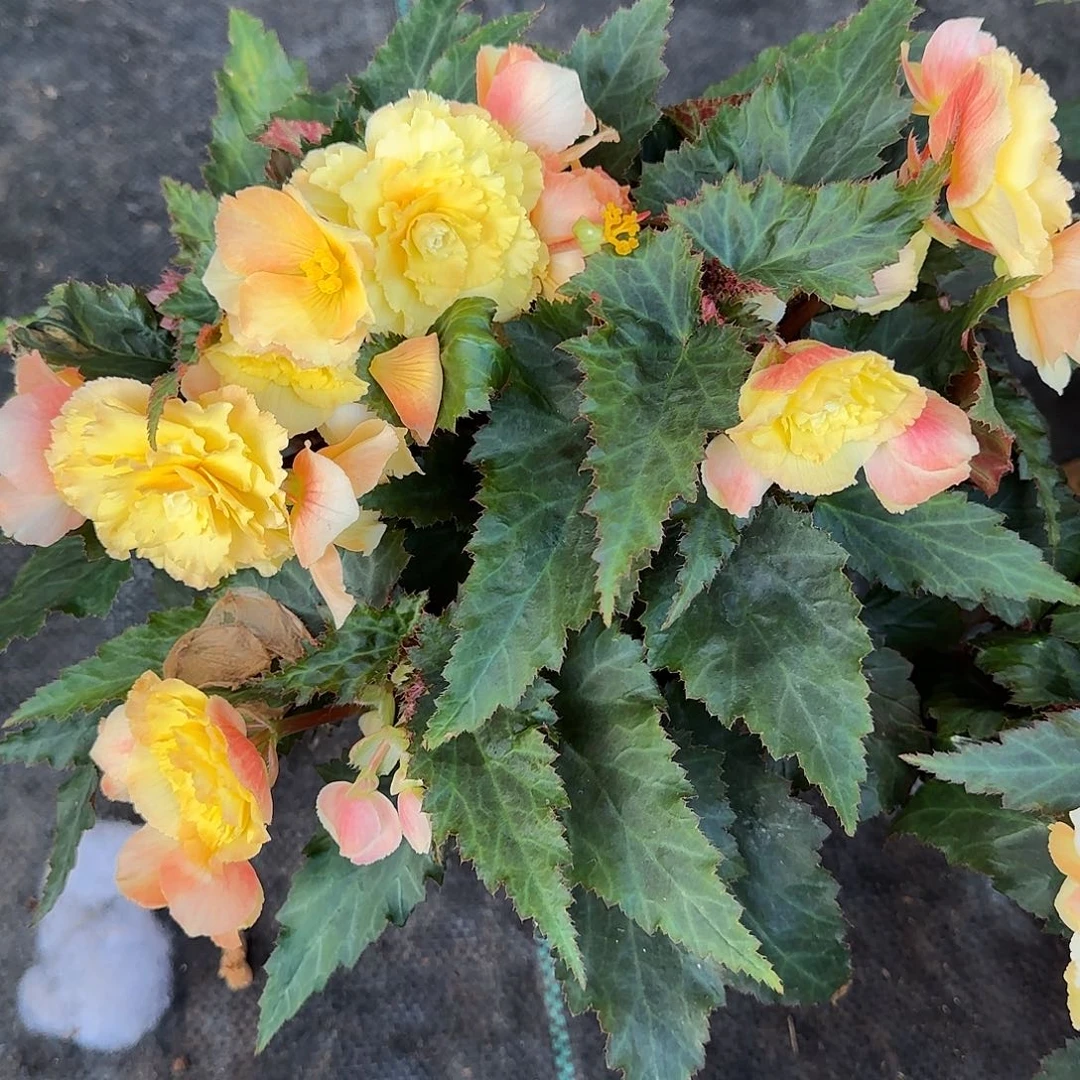 180日出景观 球根海棠