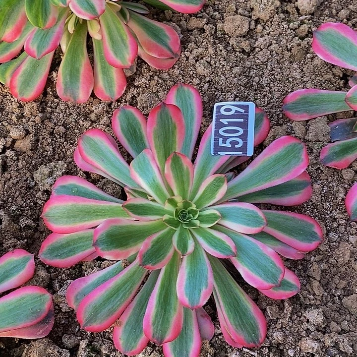 15019号粉体美杜莎