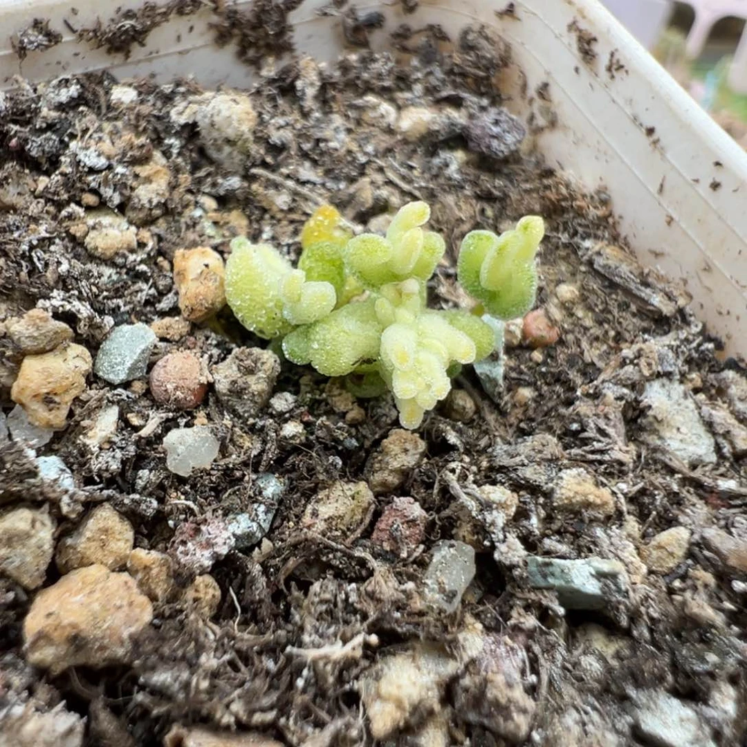 尺寸小，1822月曲（带锦）拍下不退不换