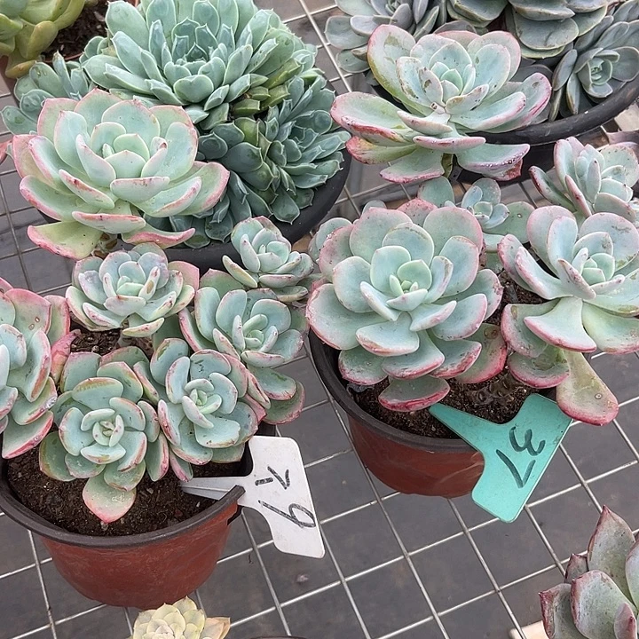 娟***晨语多肉，一物一拍9,37