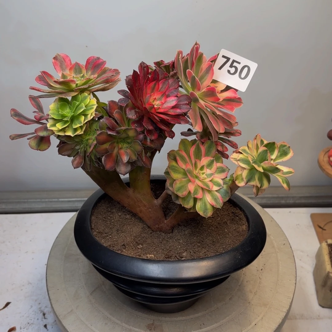 多肉植物缀化嫁接750
