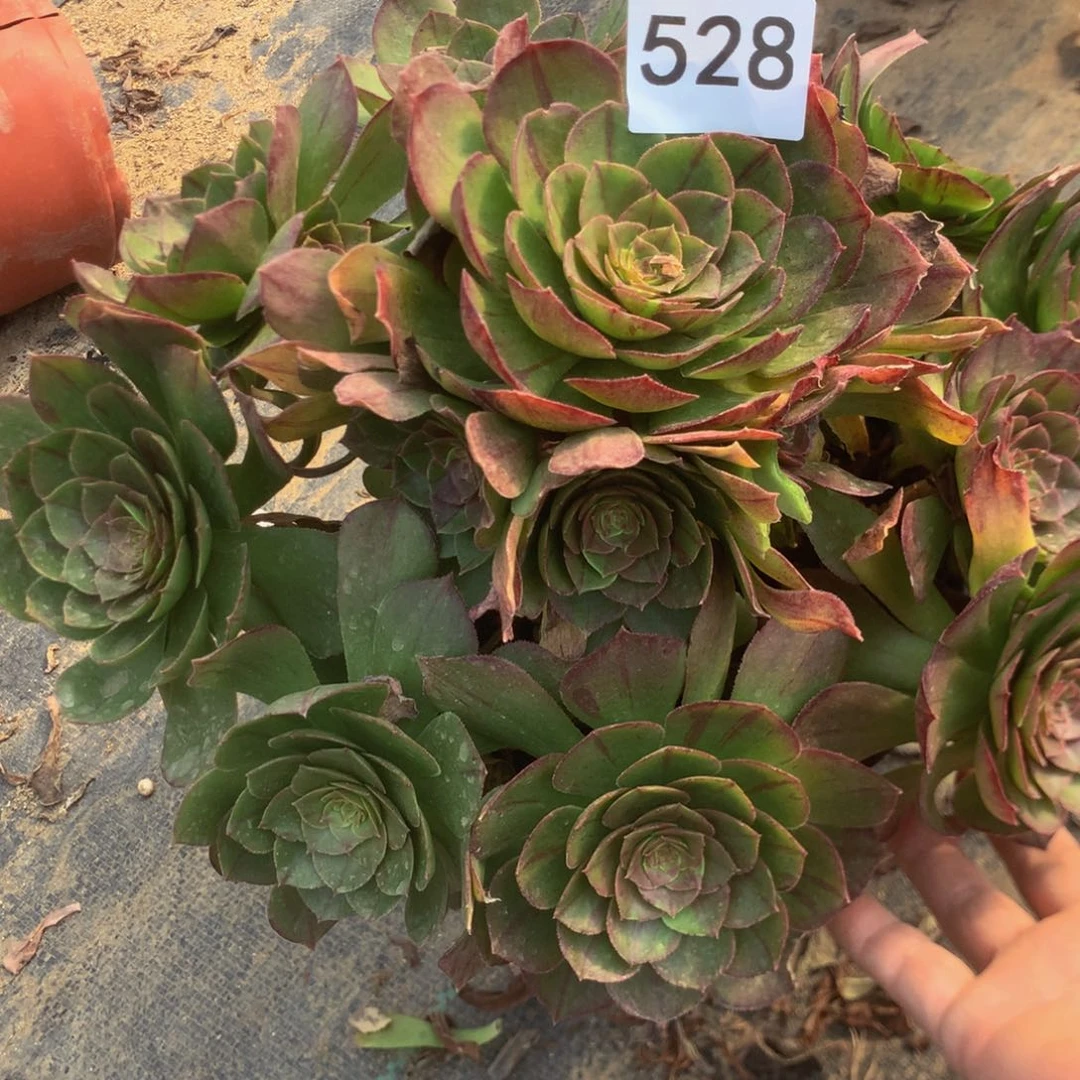 528万圣节多肉植物