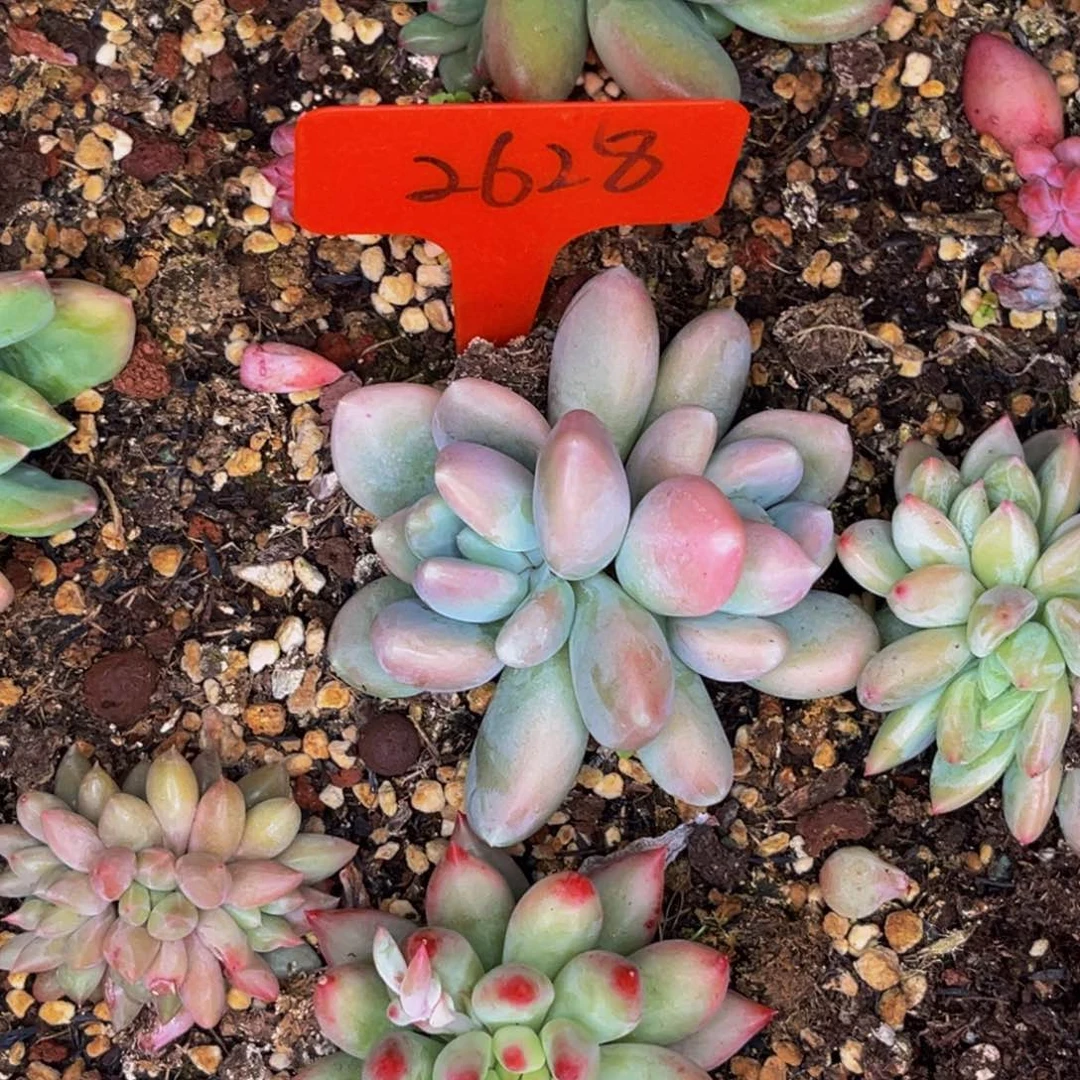 2628号晚上多肉植物群生多肉