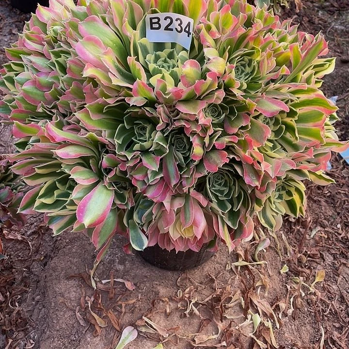 多肉法师234号白凤不包损