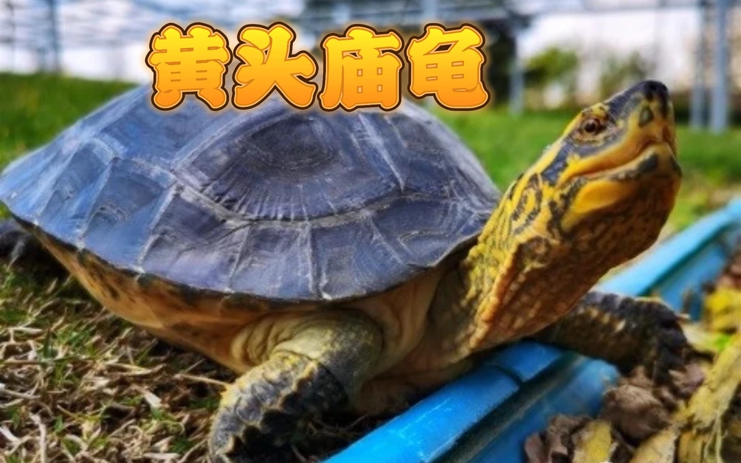 直播挑龟 一龟一拍 活体宠物龟