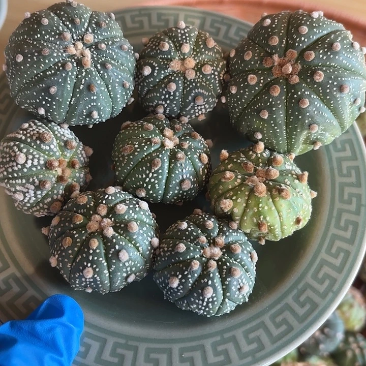 实生奇迹海星超兜