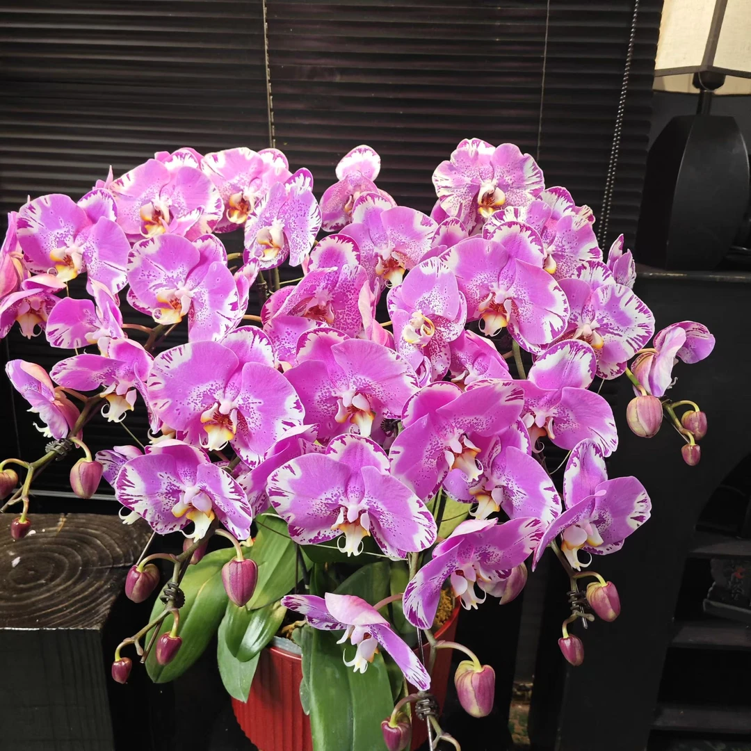 【8颗】藏宝图蝴蝶兰