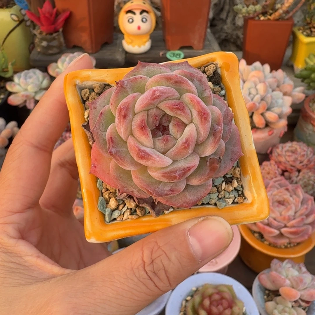 精品 多肉含盆土 一物一拍