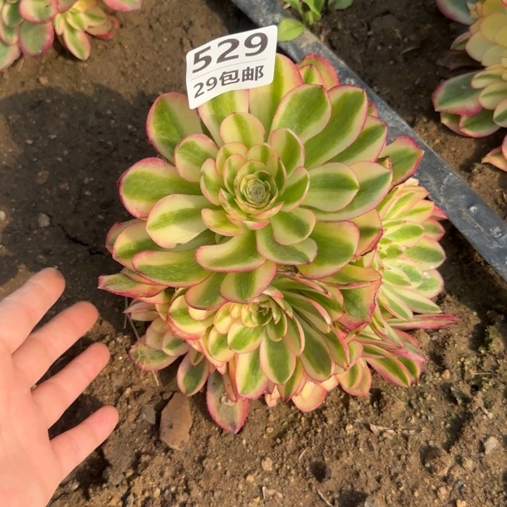 万白……多肉植物……