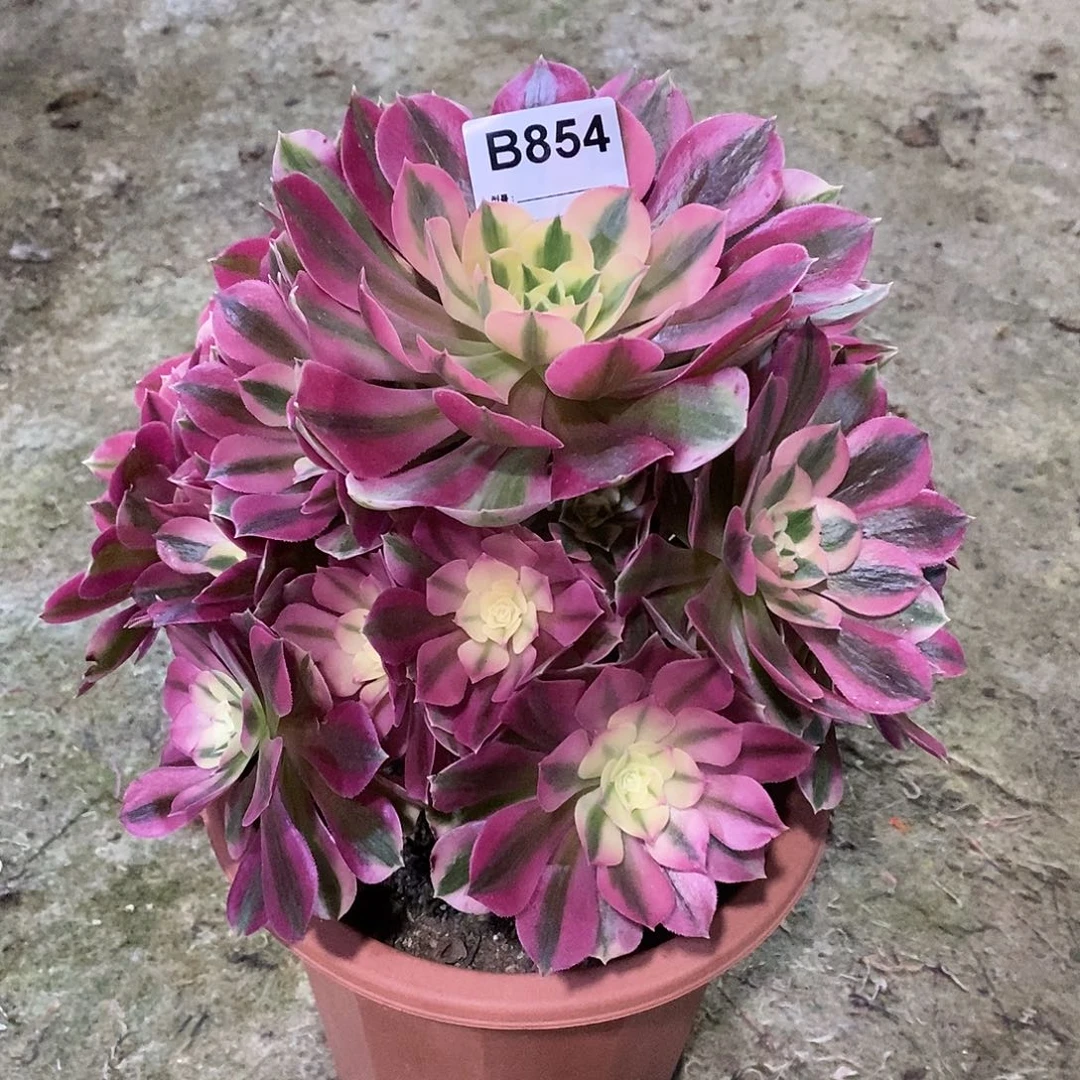 女巫多肉植物854