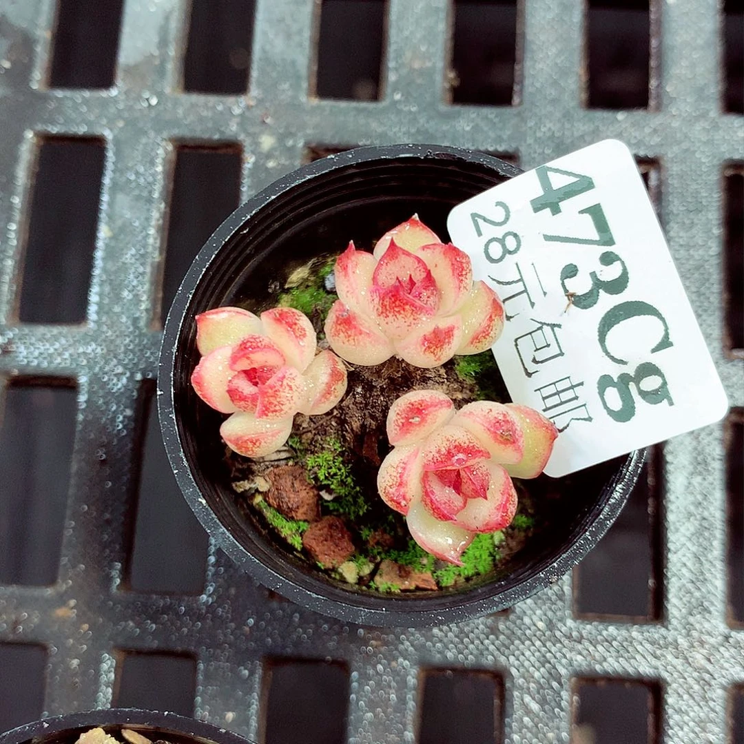 5厘米盆精控多肉473