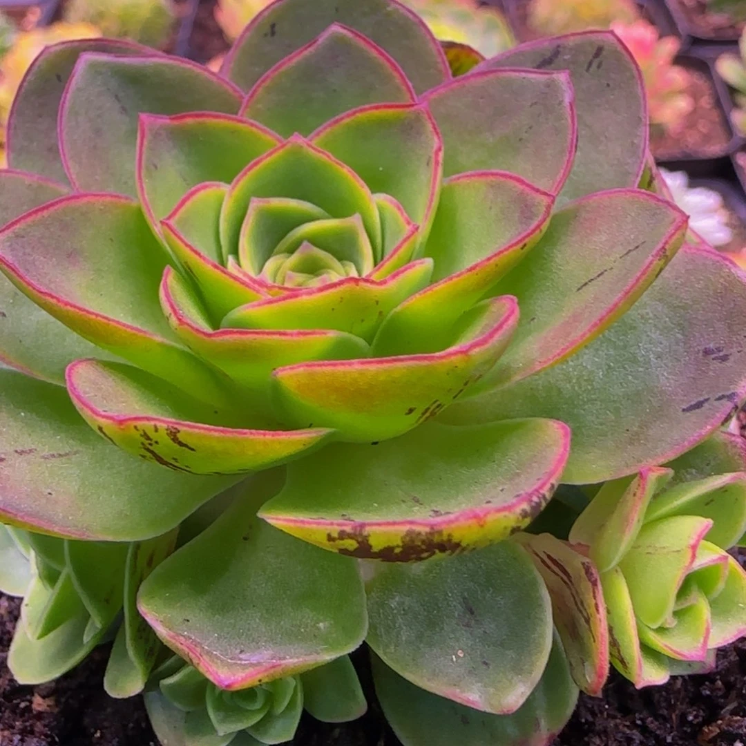 福利1343535677686868