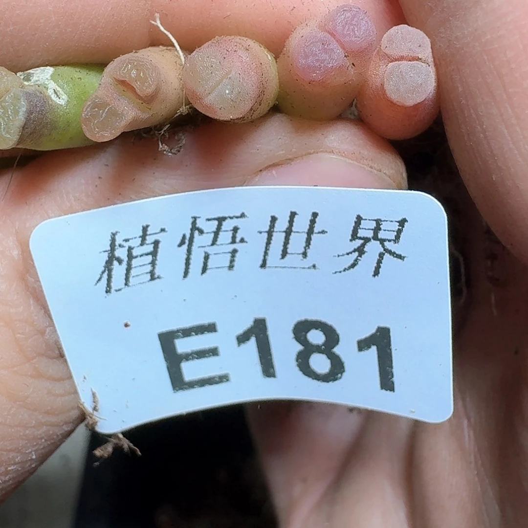 10颗一组量拍多肉植物h