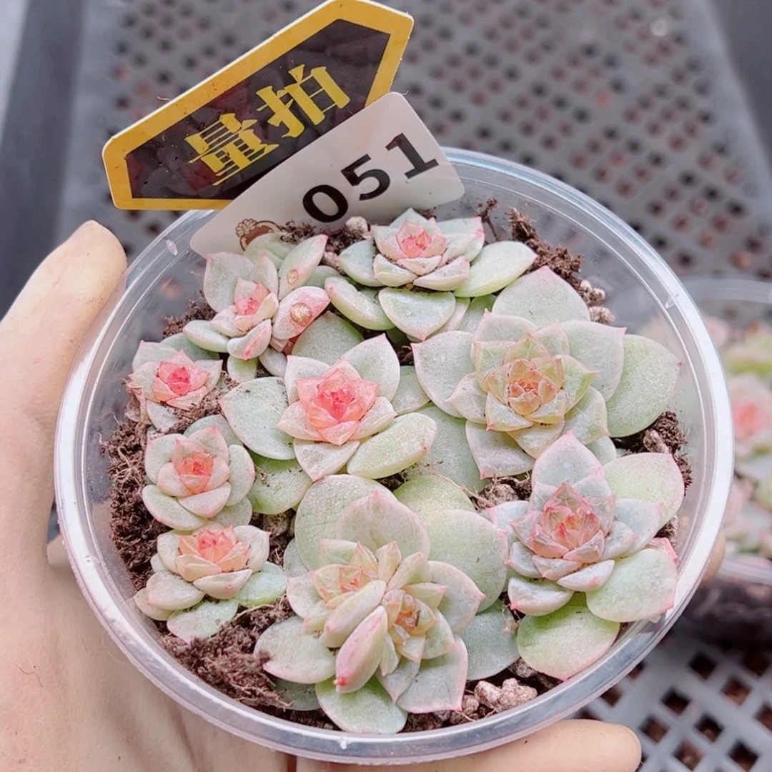 多肉植物多肉植物