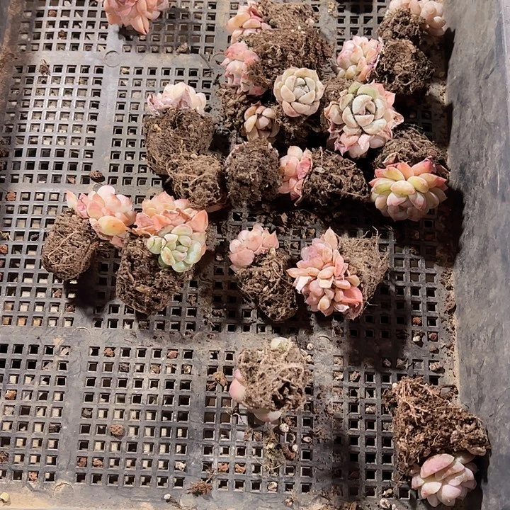 ✨****?直播福利一物一拍43