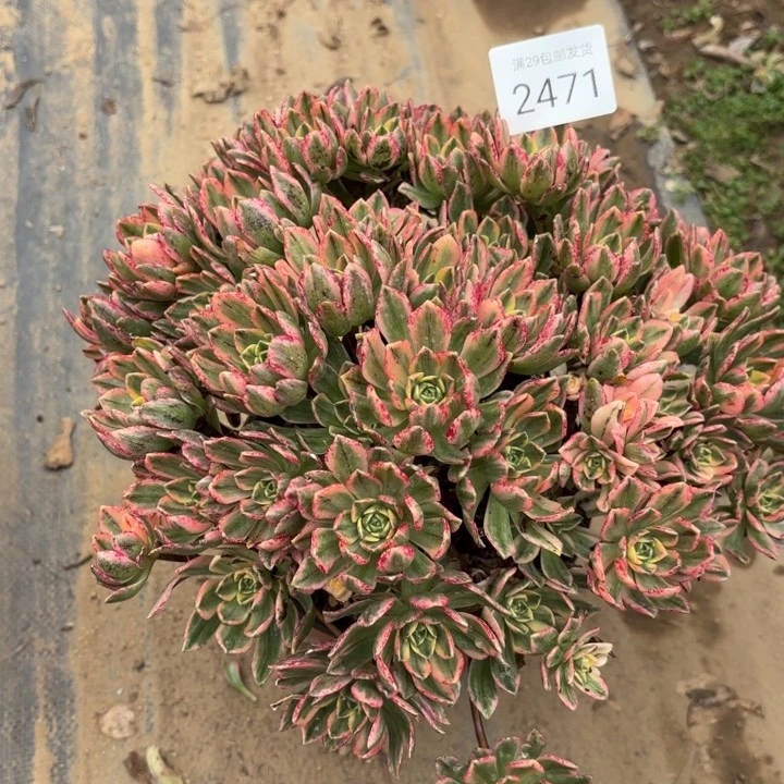 甜茶多肉法师2471