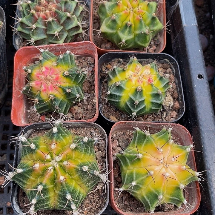刺球锦带盆土发货