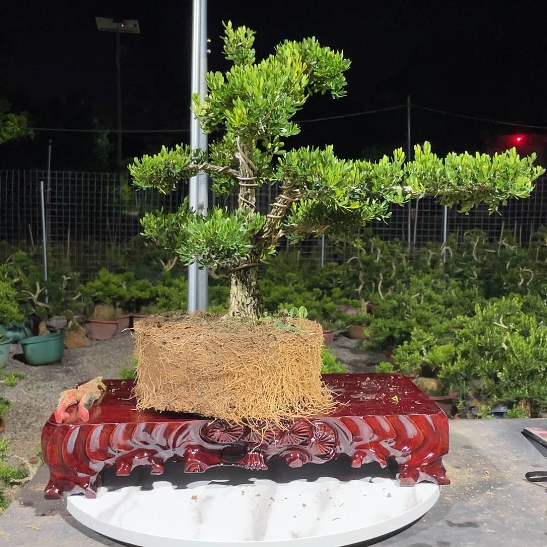 完全开放奋**！黄杨盆景