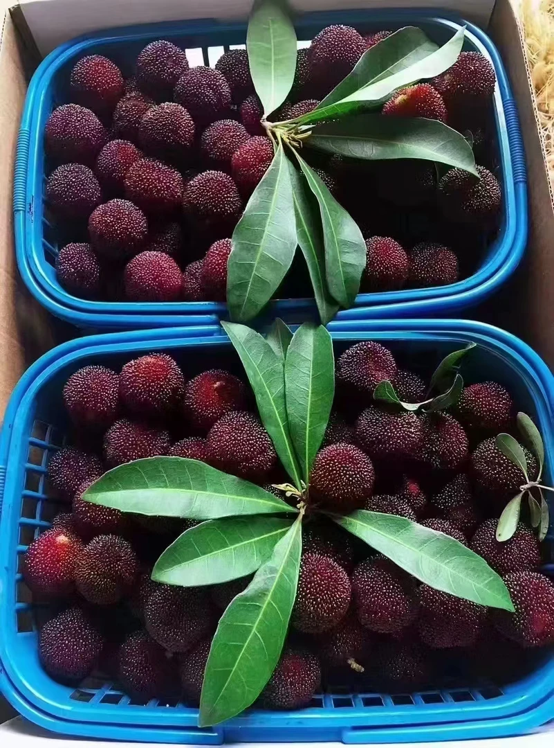 【仙居荸荠杨梅1元硬币大小]甜度爆满现摘现发顺丰冷链江浙沪包邮