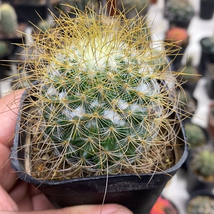 实生海泉特价福利