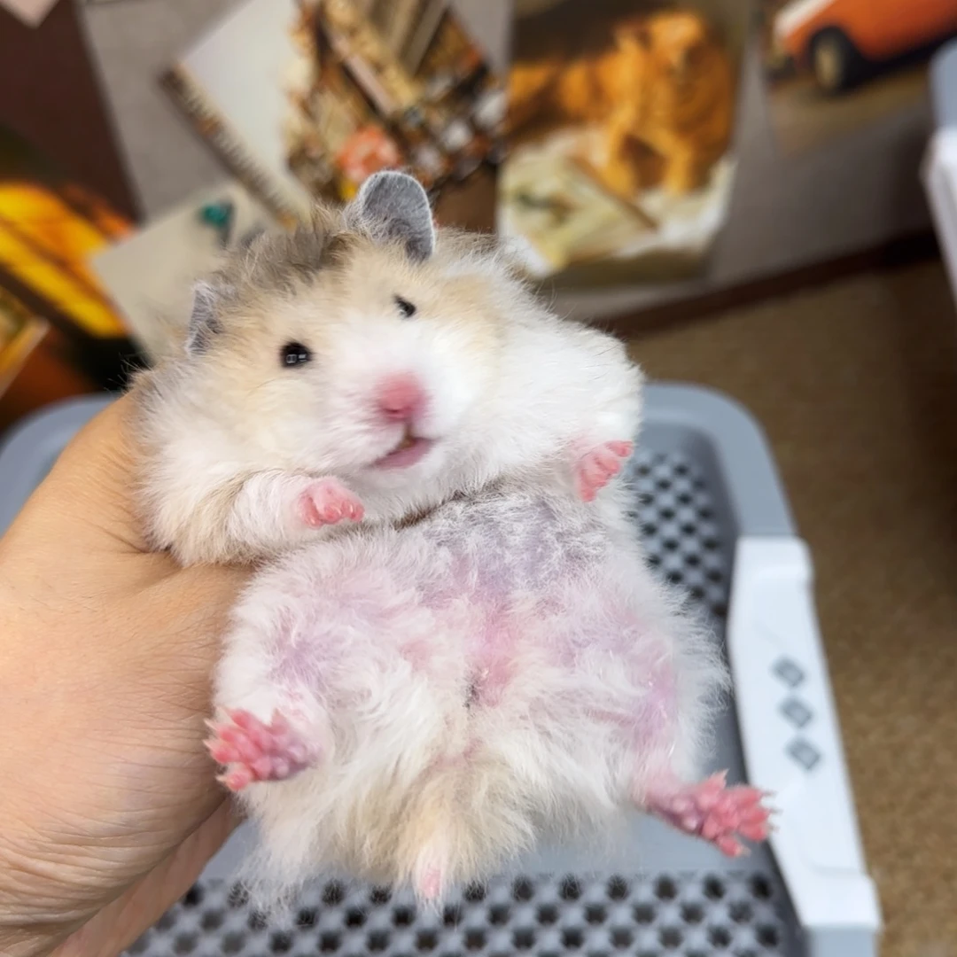 卷毛火波妹妹8.08