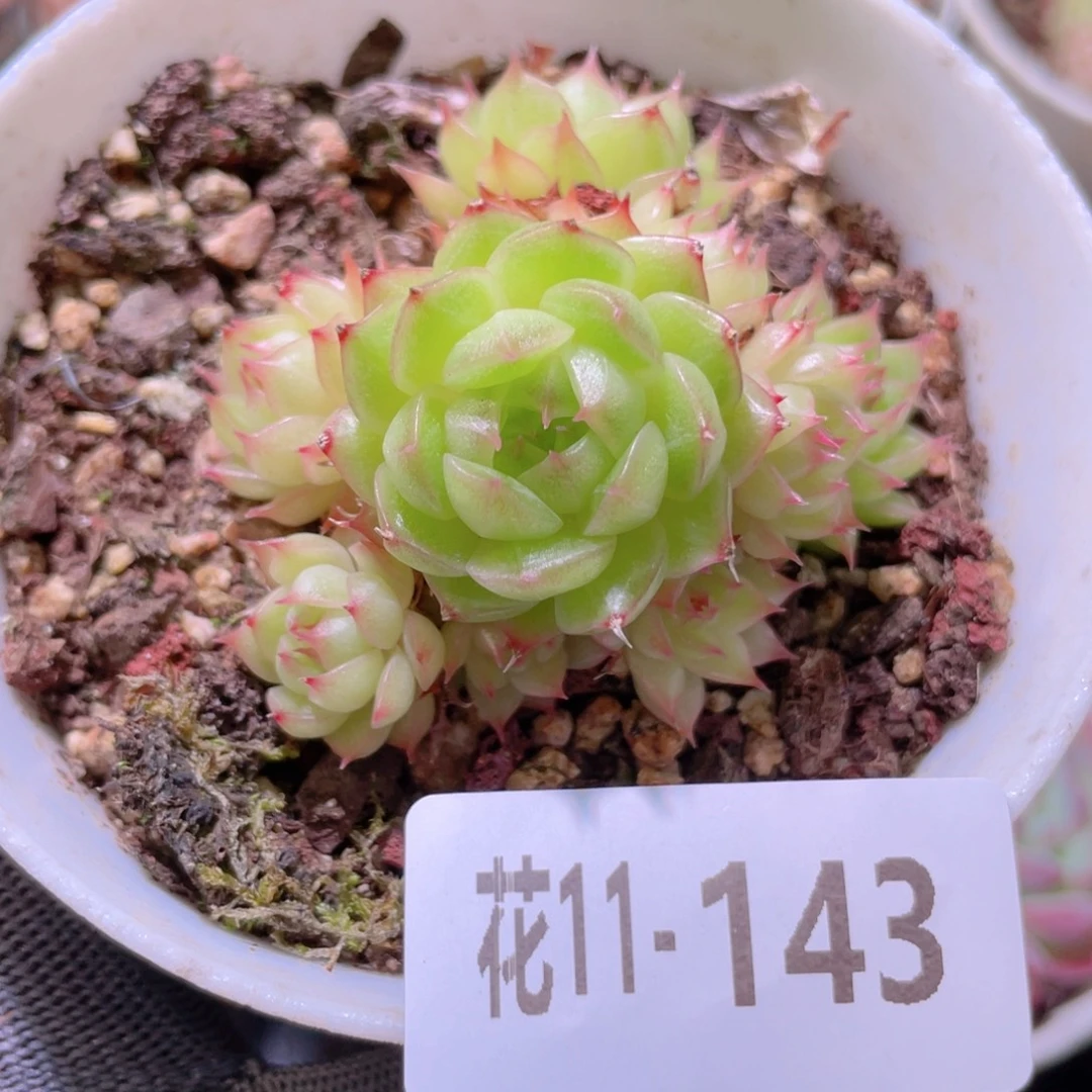 花利美11-143海王群